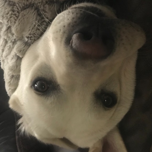 Meet your Posher, G - Picture 1 of 1